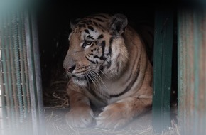 VIER PFOTEN - Stiftung für Tierschutz: Der "schlimmste Zoo der Welt" ist geschlossen / VIER PFOTEN bringt Tiere sicher über die Grenze