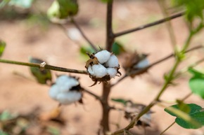 Siegelklarheit Rates Cotton made in Africa (CmiA) as "Excellent"
