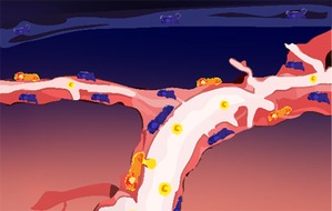 Albert-Ludwigs-Universit&auml;t Freiburg: Erste Schritte in Richtung Zelltherapie bei Hirnkrankheiten