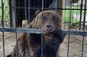 VIER PFOTEN - Stiftung für Tierschutz: En Ukraine, après 17 ans de captivité, une ourse est sauvée par QUATRE PATTES