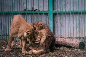 Fünf Löwen entkommen illegalem Inzucht-Zoo in Bulgarien