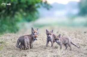 Wildtierschutz Deutschland e.V.: Jagd im Koalitionsvertrag Hessen: Rückwärtsgewandt und kaum gesellschaftsfähig