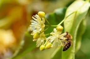 Bund deutscher Baumschulen (BdB) e.V.: Insekten schützen kann jeder