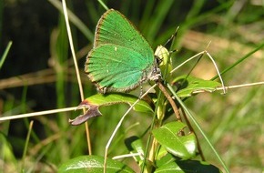 Deutsche Bundesstiftung Umwelt (DBU): Schmetterlingen im DBU Naturerbe auf der Spur mit dem Tagfalter-Monitoring des Helmholtz-Zentrums für Umweltforschung