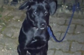Polizeidirektion Trier: POL-PDTR: Ausgesetzter Hund - erfolgreiche Ermittlungen durch die Polizei