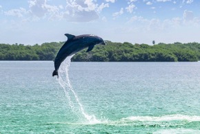 Zwischen Meer und Mangroven: Die Tierwelt der Bradenton Gulf Islands