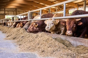 Kaufland: Mehr Tierwohl-Standards für Rindfleisch bei Kaufland
