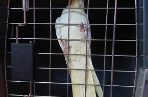 Feuerwehr Schwelm: FW-EN: Papagei in fremder Wohnung