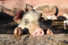 Demobetriebe Ökologischer Landbau: Kein Schwein verlässt den Hof