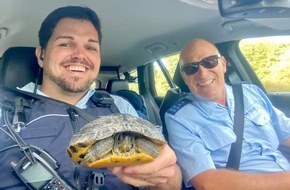 Polizeipräsidium Offenburg: POL-OG: Schutterwald, A5 / Mahlberg - Gepanzert auf der Straße unterwegs: Zwei Schildkröten gerettet