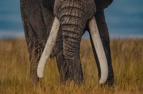 IFAW Deutschland: IFAW Studie zeigt: Online-Elfenbeinhandel in der EU floriert trotz neuer Vorgaben