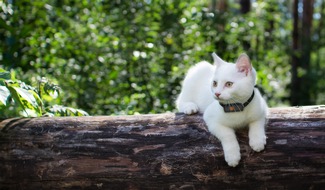 Weenect enthüllt Geheimnis: Drei von fünf Katzen gehen ihren Besitzer:innen fremd / Studie zum Thema &quot;Katzen und ihr Territorium&quot;.