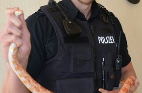 Polizeidirektion Flensburg: POL-FL: Flensburg - Tierischer Einsatz für die Polizei / Kornnatter in verlassener Wohnung gefunden