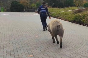 Polizeidirektion Neustadt/Weinstraße: POL-PDNW: Schweinischer Einsatz in Deidesheim