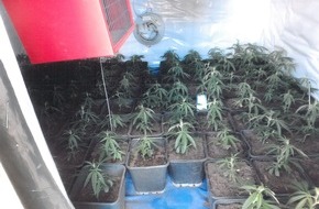 Polizei Düsseldorf: POL-D: Marihuana-Plantage in Eller entdeckt - 120 Pflanzen sichergestellt - 36-Jähriger vorläufig festgenommen