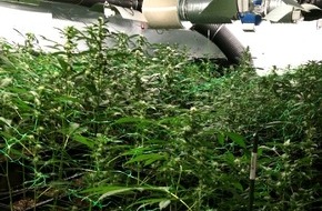 Polizeidirektion Bad Segeberg: POL-SE: Groß Kummerfeld: 350 erntereife Marihuana-Pflanzen  in Indoor-Plantage in Einfamilienhaus beschlagnahmt