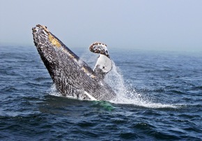 Santa Cruz, Kalifornien: Wo 20.000 Wale vorbeiziehen und Monarchfalter relaxen