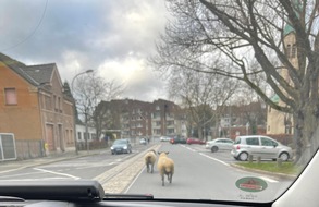 Polizei Bochum: POL-BO: Flauschige Ausreißer sorgen für Polizeieinsatz in Bochum