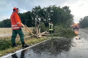 Freiwillige Feuerwehr Celle: FW Celle: Baum auf Straße nach Blitzeinschlag!