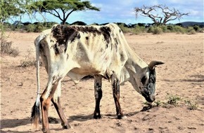 IFAW Deutschland: D&uuml;rre t&ouml;tet tausende Wildtiere in Kenia