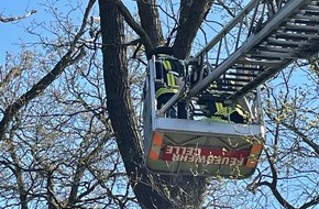 Freiwillige Feuerwehr Celle: FW Celle: Celler Feuerwehr weiter tierisch gefordert!