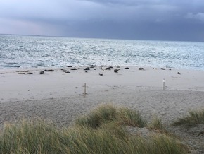 Robben-Ruhezone am Sylter Ellenbogen