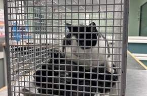 Bundespolizeiinspektion Hamburg: BPOL-HH: Happy End für Katze "Lizzy" - Besitzerin holt ihre süße "Samtpfote" aus dem Tierheim ab-
