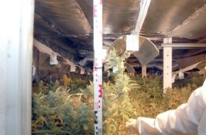 Polizei Rhein-Erft-Kreis: POL-REK: Massenweise Cannabispflanzen warteten auf die Ernte