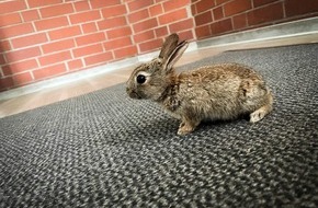 Kreispolizeibehörde Unna: POL-UN: Kamen - Drei Wochen nach der Rettung: Kaninchenbaby "Flocke" besucht Polizeiwache