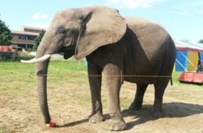 Aktionsbündnis "Tiere gehören zum Circus": Aktionsbündnis "Tiere gehören zum Circus" fordert: PETA sollte Selbstkritik im Fall "Baby" üben