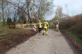Feuerwehr Weinheim: FW Weinheim: Umgest&uuml;rzter Baum blockiert Fahrbahn in der Boh&auml;ckersiedlung