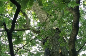 Feuerwehr Schermbeck: FW-Schermbeck: Katze in Baum