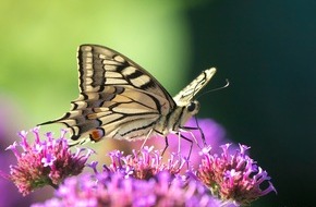 Naturmuseum Solothurn: Fotopirsch in den Sommerferien