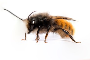 Les abeilles sauvages: d&#039;où viennent ces bourdonnements?