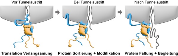 Universit&auml;t Konstanz: Proteinherstellung: Das Tempo drosseln, um voranzukommen, PI Nr. 125/2025