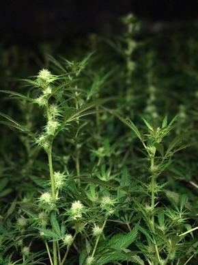 ZOLL-E: Drogenanbau vom Keller bis zum Dach
- Zollfahndungsamt Essen hebt Cannabisplantage mit 1.000 Pflanzen aus