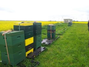 POL-FL: Braderup (NF) - Zeugen gesucht: 18 Bienenvölker gestohlen, 40 kg Honig fehlen