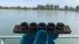 Universität Duisburg-Essen: Reifenabrieb im Rhein: Wie Mikroplastik die Flussökologie verändert