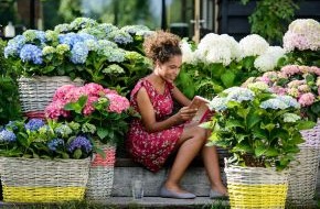 Blumenbüro: Abwechslung für das hauseigene Grün: Die bunte Gartenhortensie /
Die Hortensie ist das Chamäleon im Sommergarten
