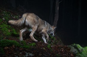 Schweizer Tierschutz STS: Medienmitteilung: Geplante Wolfsabschüsse gefährden nachhaltigen Schutz von Nutztieren und Rudelstrukturen