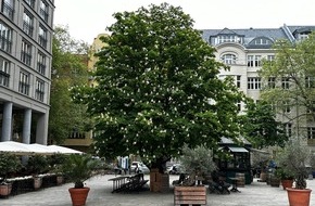 Bund deutscher Baumschulen (BdB) e.V.: Presse-Einladung: Baum-Pflanzung ist High-Tech: Wir zeigen, wie es richtig geht! / Am Tag des Baumes in Berlin