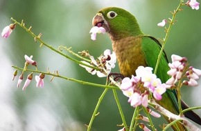 Finn Partners Germany GmbH: Neues Trendhobby Bird Watching: Auf den Spuren seltener Arten in Belize, Island und La R&eacute;union