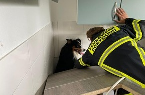 Feuerwehr Dortmund: FW-DO: Dortmund-Nette Australian Shepherd Paul unter Küche eingeklemmt