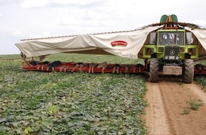 Hengstenberg: Gurken aus deutschem Vertragsanbau bei Hengstenberg / Saure-Gurken-Zeit: Genuss aus der Region wird teurer