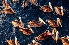 Marine Stewardship Council (MSC): Wissenschaftler aller Kontinente warnen in einer aktuellen Umfrage vor Kipppunkten für das Meer und seine Artenvielfalt / Sie machen jedoch auch Hoffnung auf eine Umkehr des Negativtrends
