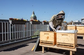 Wertgarantie: 250.000 schwarz-gelbe neue Mitarbeiter f&uuml;r Spezialversicherer / Bienenv&ouml;lker f&uuml;r die Wertgarantie Group in Hannovers Innenstadt (FOTO)