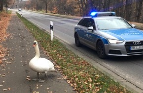 Polizeipräsidium Westpfalz: POL-PPWP: Schwan hält Polizei auf Trab