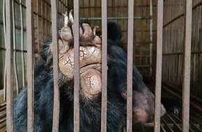 VIER PFOTEN - Stiftung für Tierschutz: Plus de 160 ours souffrent dans la capitale du Vietnam et ce malgré l’interdiction de production de bile d’ours