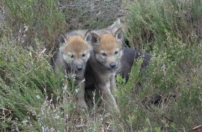 IFAW - International Fund for Animal Welfare: Neue Zahlen: Mehr Wolfsrudel in Westpolen