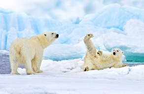 Die Tiere der Arktis verrecken elendig am Plastikmüll
